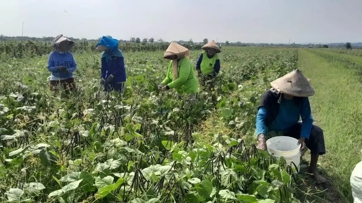 Harga Kacang Hijau di Kendal Stabil Rp 20 Ribu Saat Panen Raya, Petani Raup Untung