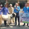 PAM Sendang Kamulyan mwnyalurkan 15 ekor kambing kurban.