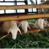 Jelang Idul Adha 2026, Harga Hewan Kurban Kambing di Pekalongan Mulai Merangkak Naik