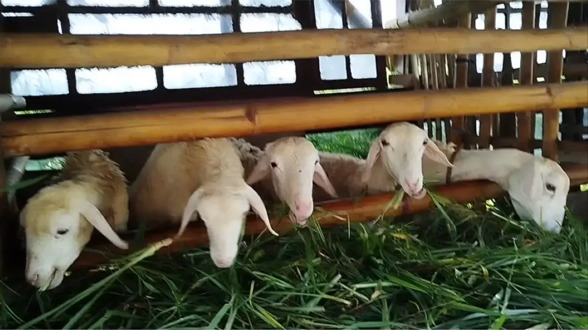 Jelang Idul Adha 2026, Harga Hewan Kurban Kambing di Pekalongan Mulai Merangkak Naik