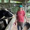 Menggiurkan, Sentra Sapi Perah Desa Semampir Batang Sukses Raup Cuan Hingga Banjir Dukungan dari Nestle