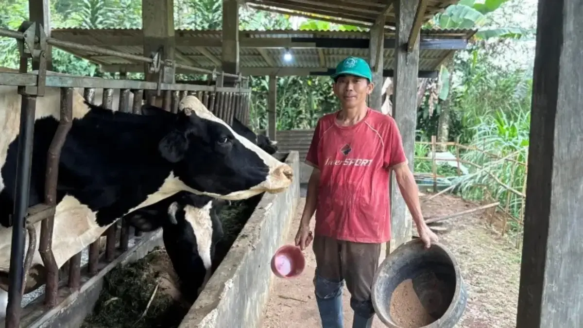 Menggiurkan, Sentra Sapi Perah Desa Semampir Batang Sukses Raup Cuan Hingga Banjir Dukungan dari Nestle Menggiurkan, Sentra Sapi Perah Desa Semampir Batang Sukses Raup Cuan Hingga Banjir Dukungan dari Nestle