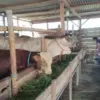 PMK Masih Mengintai di Kendal, Peternak Resah Sebut Varian Baru Lebih Ganas Bisa Bikin Sapi Mati Lima Hari