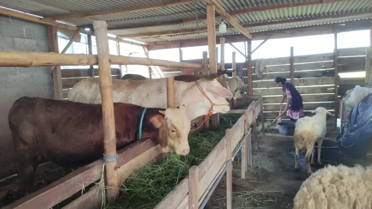 PMK Masih Mengintai di Kendal, Peternak Resah Sebut Varian Baru Lebih Ganas Bisa Bikin Sapi Mati Lima Hari PMK Masih Mengintai di Kendal, Peternak Resah Sebut Varian Baru Lebih Ganas Bisa Bikin Sapi Mati Lima Hari