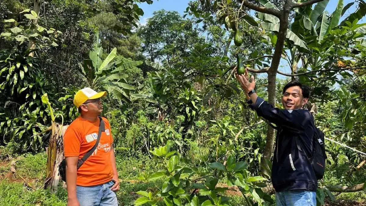 Patahkan Stigma Kuno, Mahasiswa Undip Terjun Kembangkan Alpukat Organik di Batang