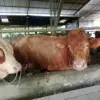 Sapi Jumbo 900 Kg Asal Batang Terpilih Jadi Hewan Kurban Presiden Prabowo pada Idul Adha 2026