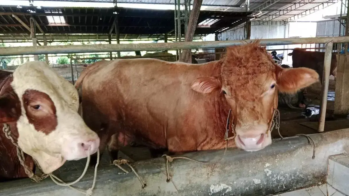 Sapi Jumbo 900 Kg Asal Batang Terpilih Jadi Hewan Kurban Presiden Prabowo pada Idul Adha 2026