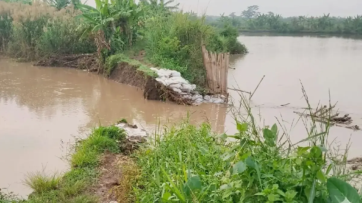 Tanggul Pidodo Kulon Kendal Jebol 20 Meter, Pemkab Laporkan Kedaruratan ke PSDA Jawa Tengah