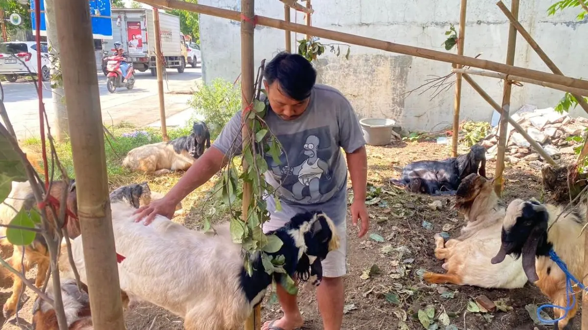 Tren Patungan Sapi Marak, Penjualan Kambing Kurban di Lapak Pedagang Musiman Batang Mengalami Penurunan