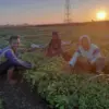 Dorong Kualitas Panen, Permintaan Bibit Tembakau Mutiara Hitam di Kendal Alami Lonjakan