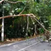 Pohon Waru Doyong Ancam Jalan Kaliwungu-Boja, Warga Gotong Royong Tebang demi Keselamatan