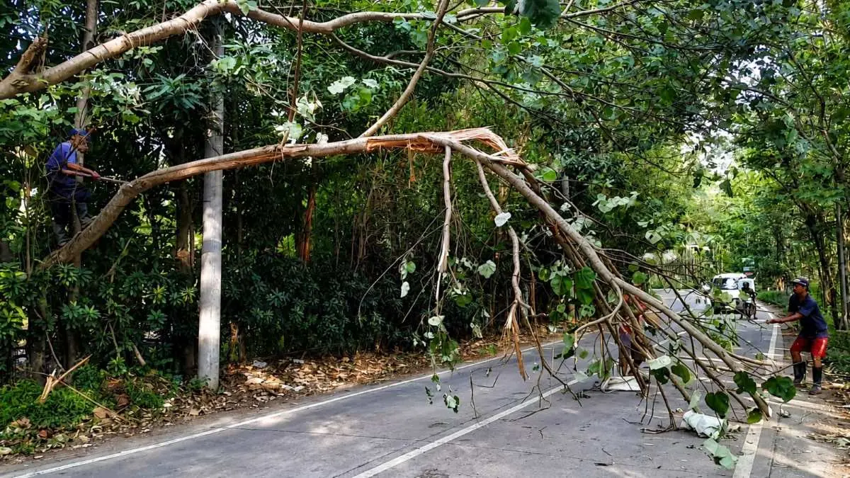 Pohon Waru Doyong Ancam Jalan Kaliwungu-Boja, Warga Gotong Royong Tebang demi Keselamatan