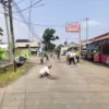 TNI-Polri dan Warga Gotong Royong Tambal Jalan Berlubang di Pekalongan