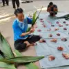 Unik! Siswa SMP Islam Pekalongan Bungkus Daging Kurban Pakai Daun Nyantung untuk Kurangi Sampah Plastik