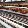 Dapur MBG Kendal Wajib Serap Telur dan Daging Ayam dari Peternak Lokal