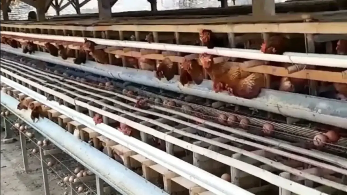Dapur MBG Kendal Wajib Serap Telur dan Daging Ayam dari Peternak Lokal Dapur MBG Kendal Wajib Serap Telur dan Daging Ayam dari Peternak Lokal
