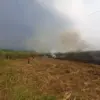 Diduga akibat Puntung Rokok, 1 Hektar Kebun Tebu Siap Panen di Kajen Pekalongan Ludes Terbakar Diduga akibat Puntung Rokok, 1 Hektar Kebun Tebu Siap Panen di Kajen Pekalongan Ludes Terbakar