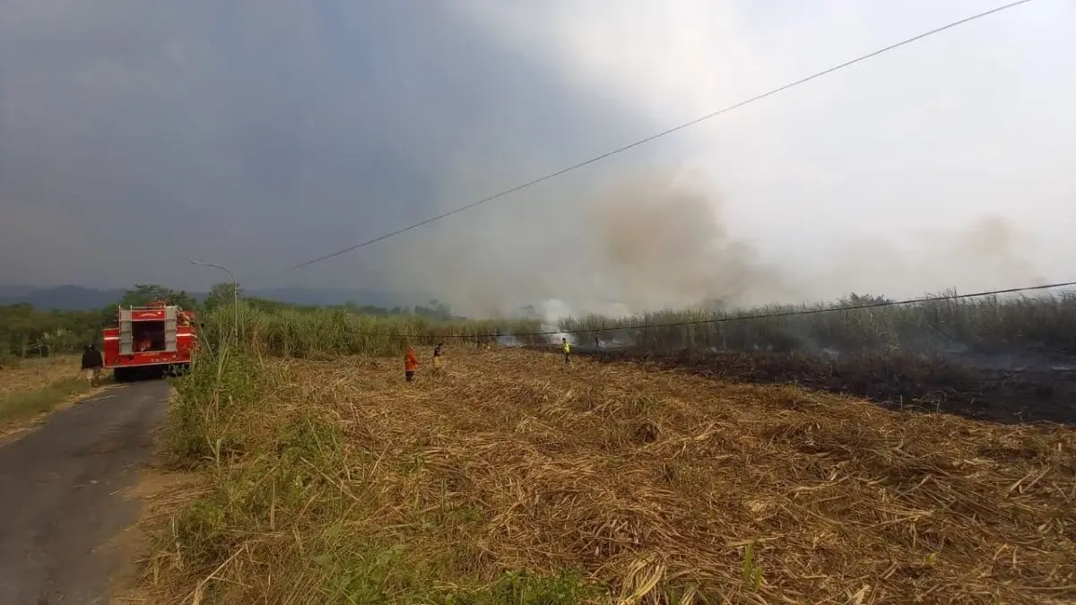 Diduga akibat Puntung Rokok, 1 Hektar Kebun Tebu Siap Panen di Kajen Pekalongan Ludes Terbakar Diduga akibat Puntung Rokok, 1 Hektar Kebun Tebu Siap Panen di Kajen Pekalongan Ludes Terbakar