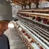 Harga Telur Anjlok, Peternak Jateng Siap Aksi Damai & Bagikan 50 Ribu Ayam