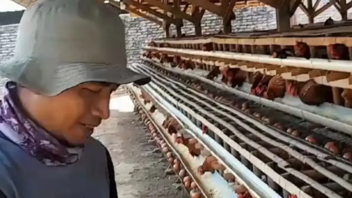 Harga Telur Anjlok, Peternak Jateng Siap Aksi Damai & Bagikan 50 Ribu Ayam Harga Telur Anjlok, Peternak Jateng Siap Aksi Damai & Bagikan 50 Ribu Ayam