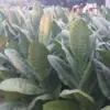 Musim Panen Tembakau Kendal, Petani Optimistis Harga Naik di Tengah Kemarau
