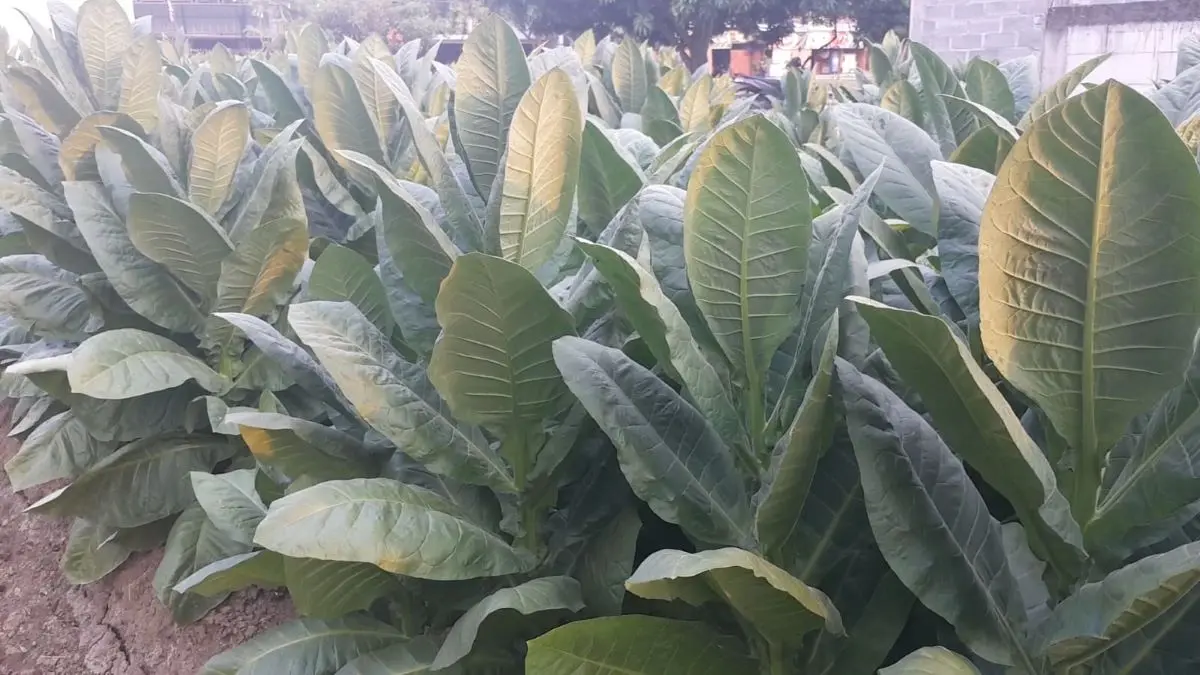 Musim Panen Tembakau Kendal, Petani Optimistis Harga Naik di Tengah Kemarau