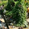 Sampah Kiriman Hulu Ancam Irigasi Margorejo, Warga Gotong Royong Bersihkan Saluran