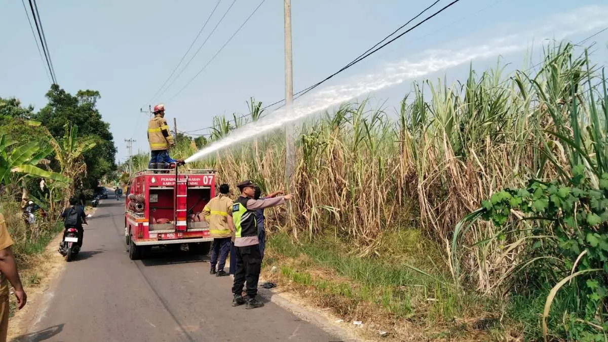 Api Melahap Lahan Tebu di Gringsing, Siswa SMA Panik dan Warga Bergotong Royong Padamkan