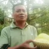 Durian Mingsri, Varian Lokal Rogoselo dengan Rasa Manis Legit dan Daging Tebal