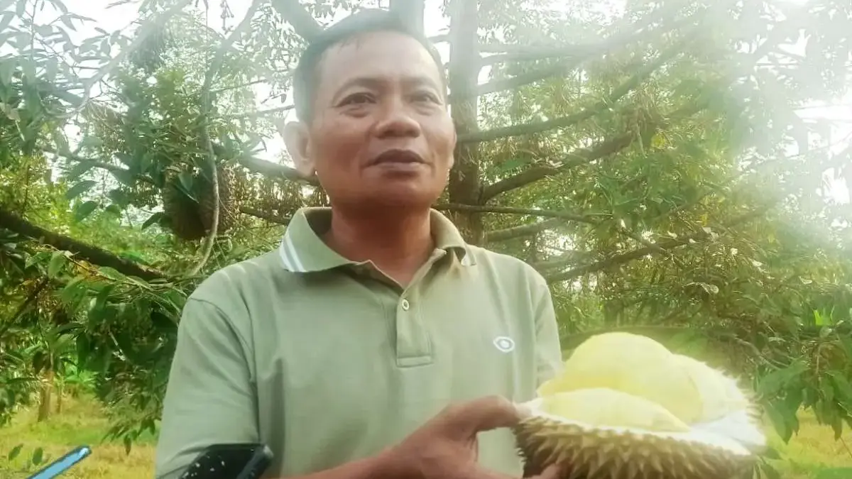 Durian Mingsri, Varian Lokal Rogoselo dengan Rasa Manis Legit dan Daging Tebal Durian Mingsri, Varian Lokal Rogoselo dengan Rasa Manis Legit dan Daging Tebal