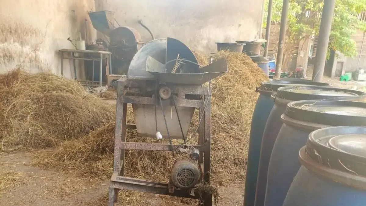 Fermentasi Rumput Jadi Andalan Peternak Truko Hadapi Kemarau Panjang