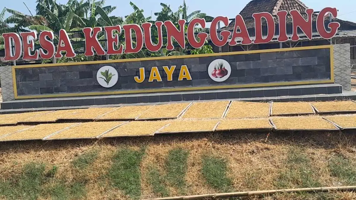 Harga Tembakau Kendal Mulai Naik, Spekulan Berani Tebus Rp60 Ribu Harga Tembakau Kendal Mulai Naik, Spekulan Berani Tebus Rp60 Ribu