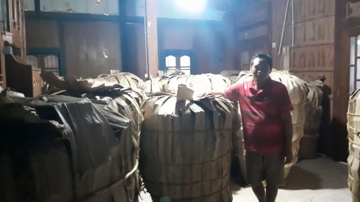 Modal Rp100 Juta dan Spekulasi Harga, Ini Tantangan Tengkulak Tembakau di Kendal Modal Rp100 Juta dan Spekulasi Harga, Ini Tantangan Tengkulak Tembakau di Kendal
