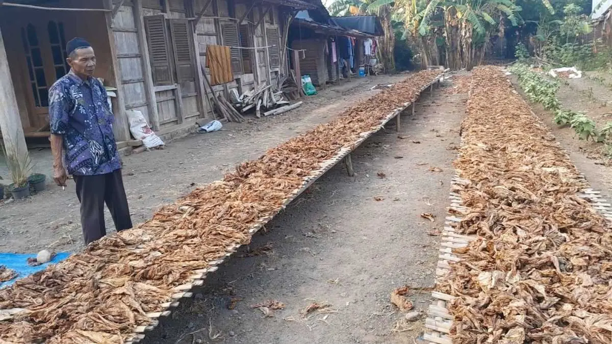 Musim Panen Tembakau, Dendeng Daun Bawah Tembus Rp15.000 per Kg