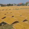 Musim Panen Tembakau, Lapangan Sepak Bola Tunggul Agung Disulap Jadi Tempat Penjemuran Andalan