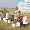 Panen keempat padi biosalin