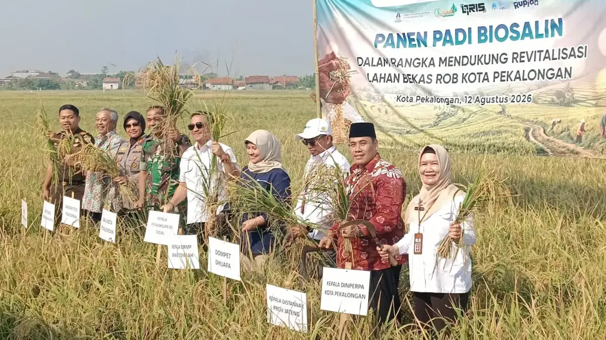 Panen keempat padi biosalin