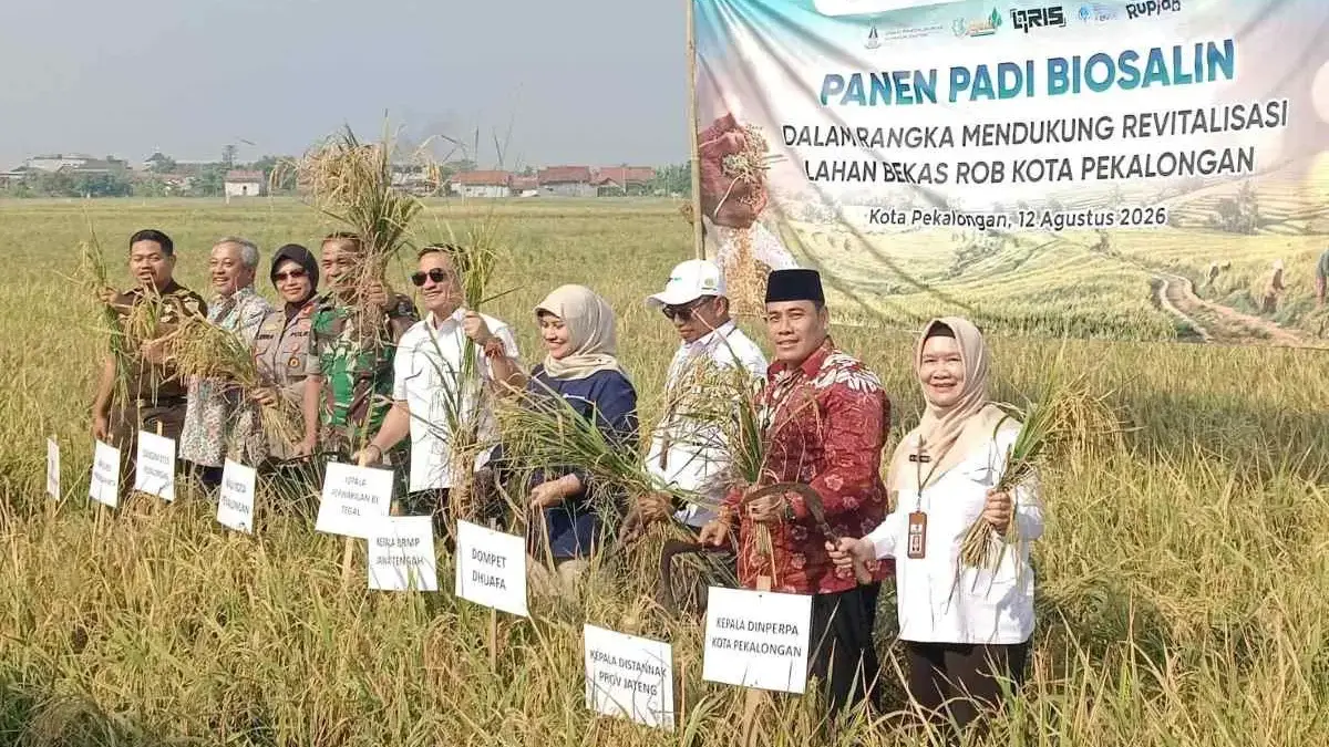 Panen Keempat Padi Biosalin di Lahan Rob, Produktivitas Tembus 6,6 Ton Panen Keempat Padi Biosalin di Lahan Rob, Produktivitas Tembus 6,6 Ton
