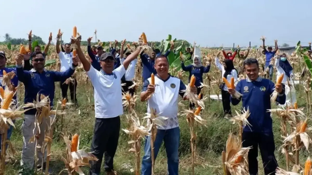 Panen Perdana 8 Ton Jagung, Lapas Kendal Cetak Warga Binaan Mandiri