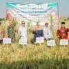 Pemkot Pekalongan Akan Bangun Pusat Pembenihan Padi Biosalin Mandiri, Target Kuasai Pantura