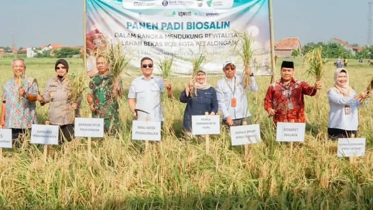 Pemkot Pekalongan Akan Bangun Pusat Pembenihan Padi Biosalin Mandiri, Target Kuasai Pantura Pemkot Pekalongan Akan Bangun Pusat Pembenihan Padi Biosalin Mandiri, Target Kuasai Pantura