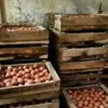 SPPG Kendal Diminta Serap Telur Peternak Lokal untuk MBG