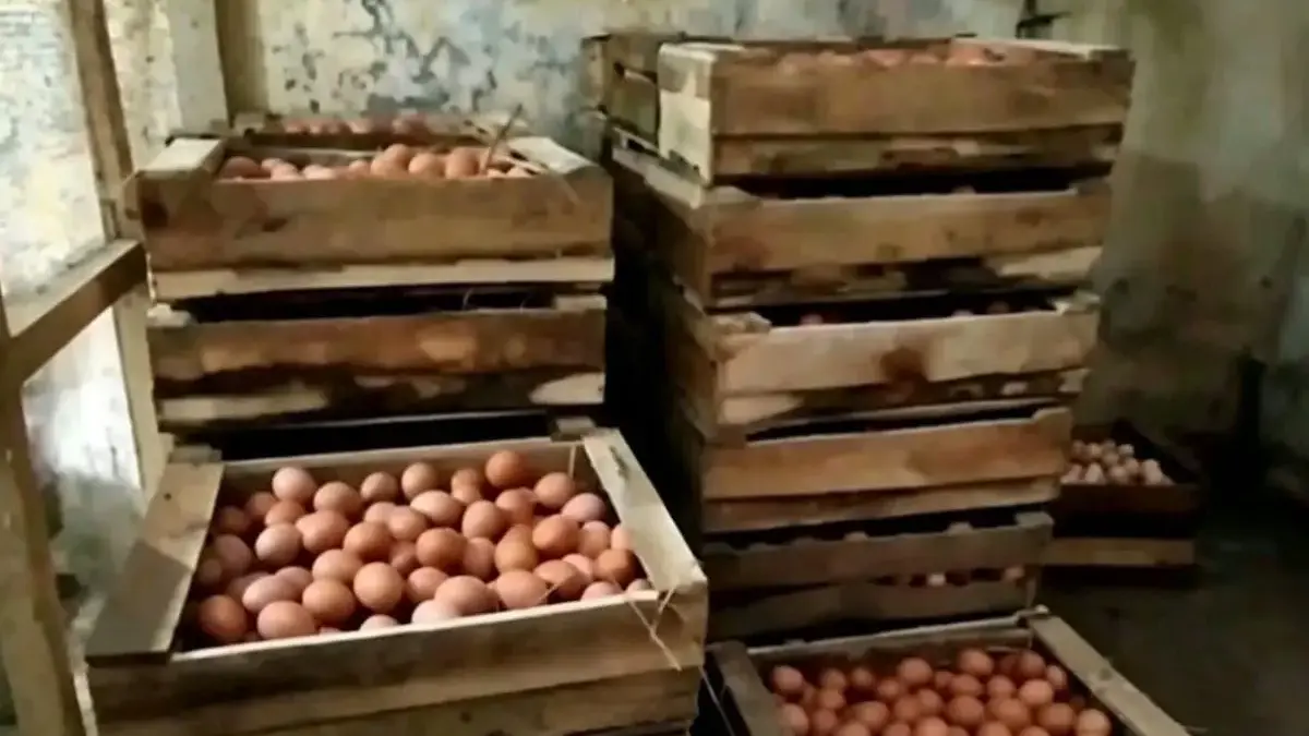 SPPG Kendal Diminta Serap Telur Peternak Lokal untuk MBG SPPG Kendal Diminta Serap Telur Peternak Lokal untuk MBG