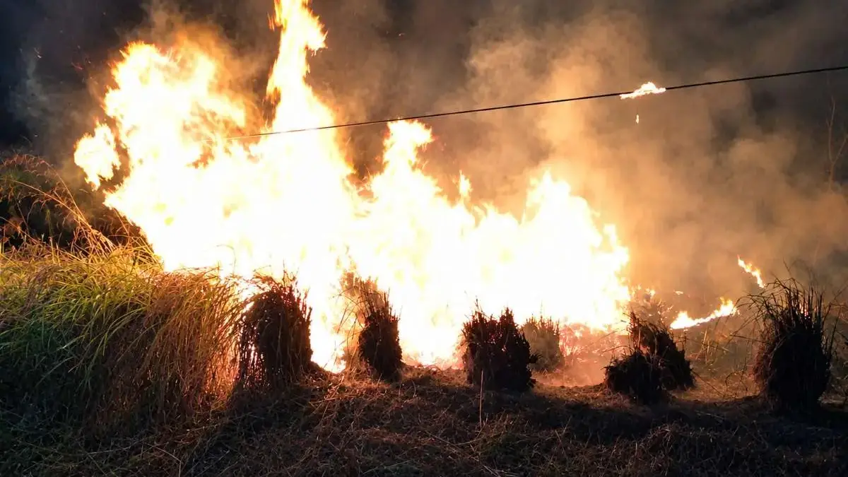Dampak Super El Nino, Lahan Karet Seluas 1.000 Meter di Pageruyung Kendal Hangus Terbakar