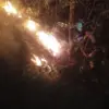 Hutan Jati Perhutani di Weleri Terbakar 1 Hektar, Petugas Gabungan Padamkan Api Pakai Alat Seadanya