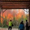 Kebakaran 4 Hektare Lahan Tebu di Sragi Pekalongan Nyaris Hanguskan Perumahan Warga