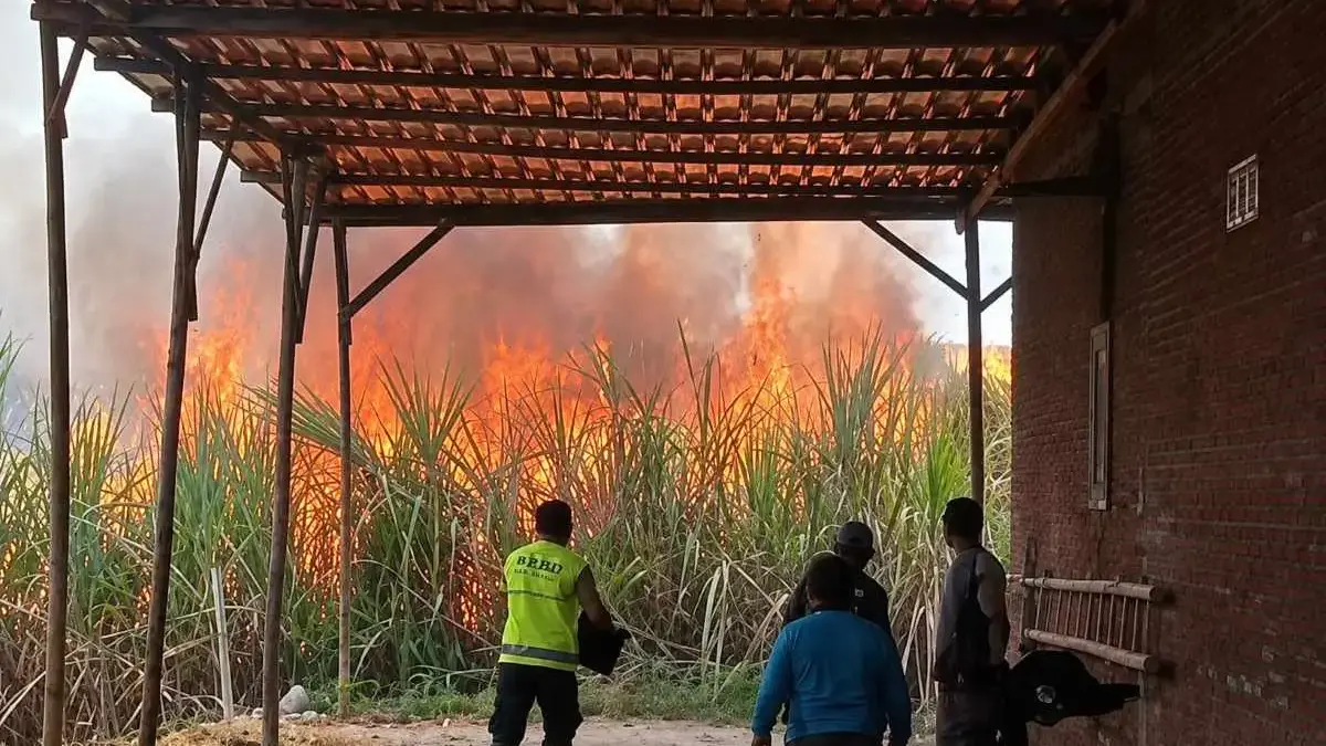 Kebakaran 4 Hektare Lahan Tebu di Sragi Pekalongan Nyaris Hanguskan Perumahan Warga Kebakaran 4 Hektare Lahan Tebu di Sragi Pekalongan Nyaris Hanguskan Perumahan Warga
