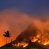 Kebakaran Hutan Perhutani di Kandangserang Pekalongan Hanguskan 26 Hektare Lahan