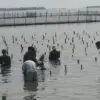 Perkuat Konservasi Pesisir, 450 Bibit Mangrove Ditanam di Edu Ekowisata Degayu Pekalongan
