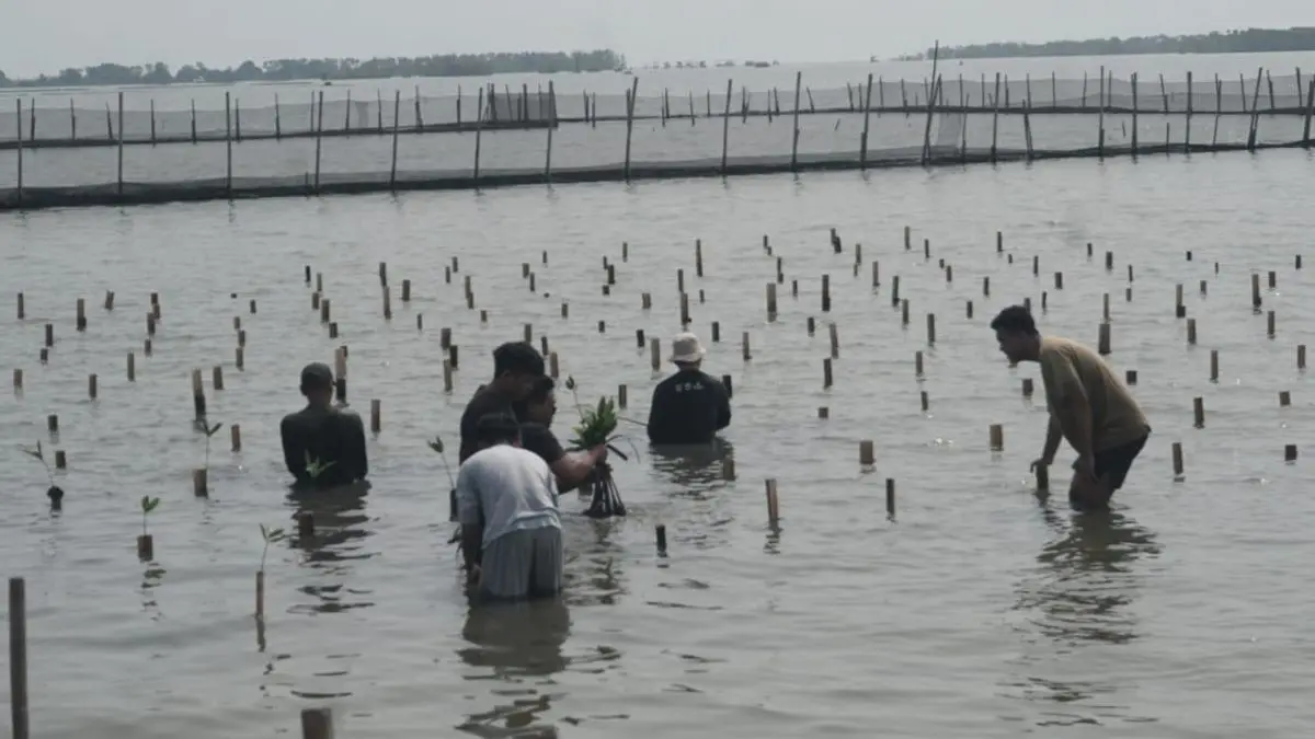 Perkuat Konservasi Pesisir, 450 Bibit Mangrove Ditanam di Edu Ekowisata Degayu Pekalongan